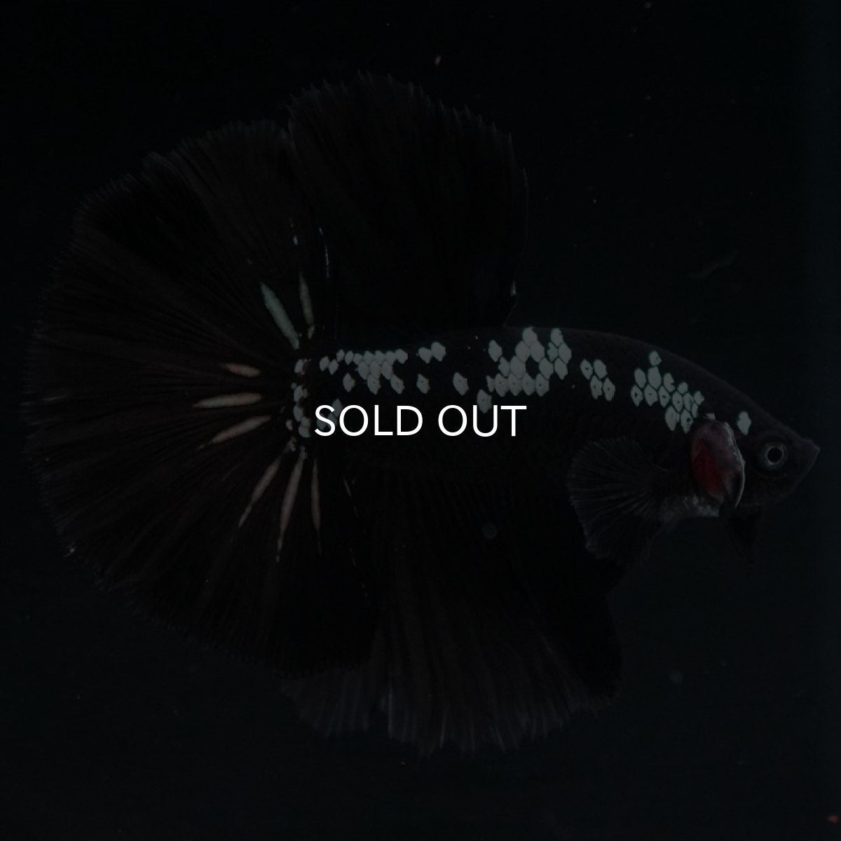 画像2: HM ブラックサムライ (2)