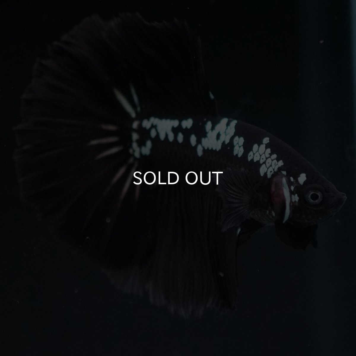 画像9: HM ブラックサムライ (9)