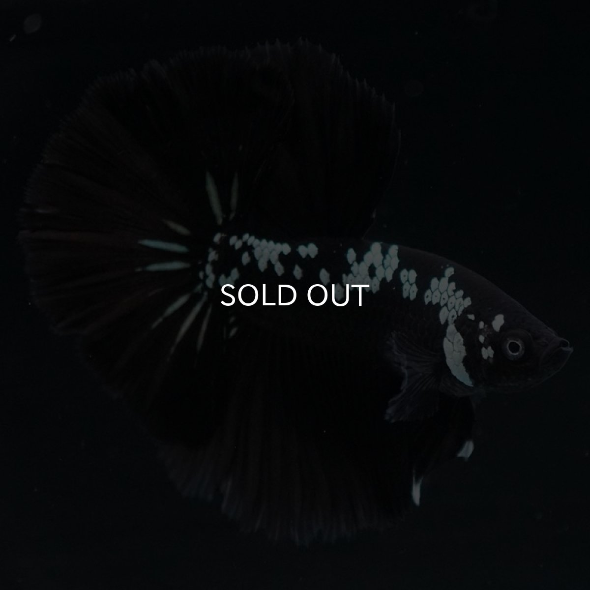 画像6: HM ブラックサムライ (6)