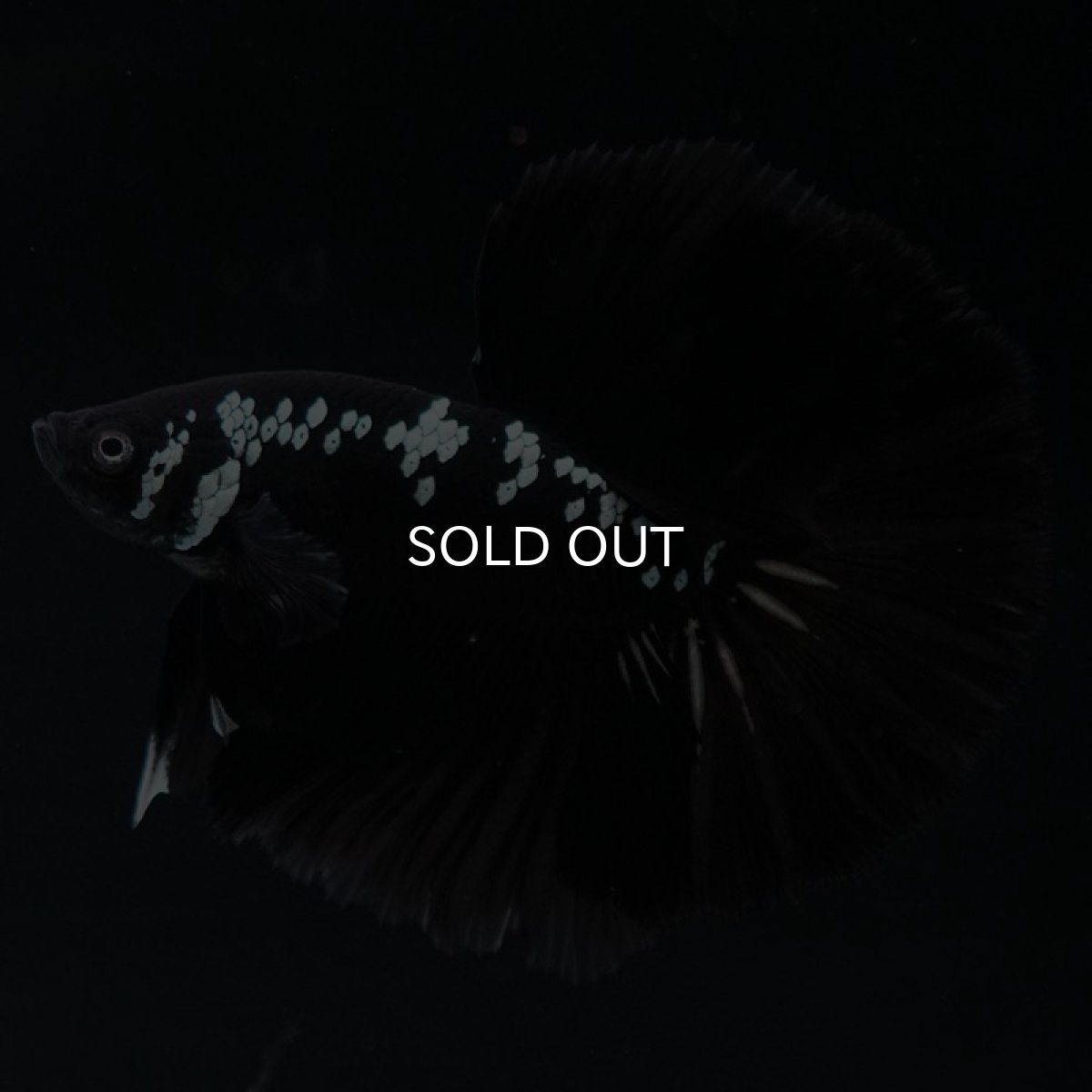 画像8: HM ブラックサムライ (8)