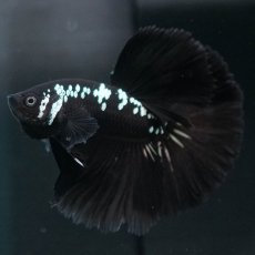 画像1: HM　ブラックサムライ (1)