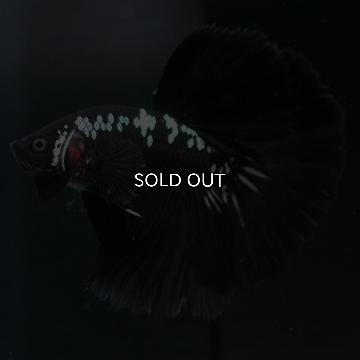 画像5: HM ブラックサムライ (5)