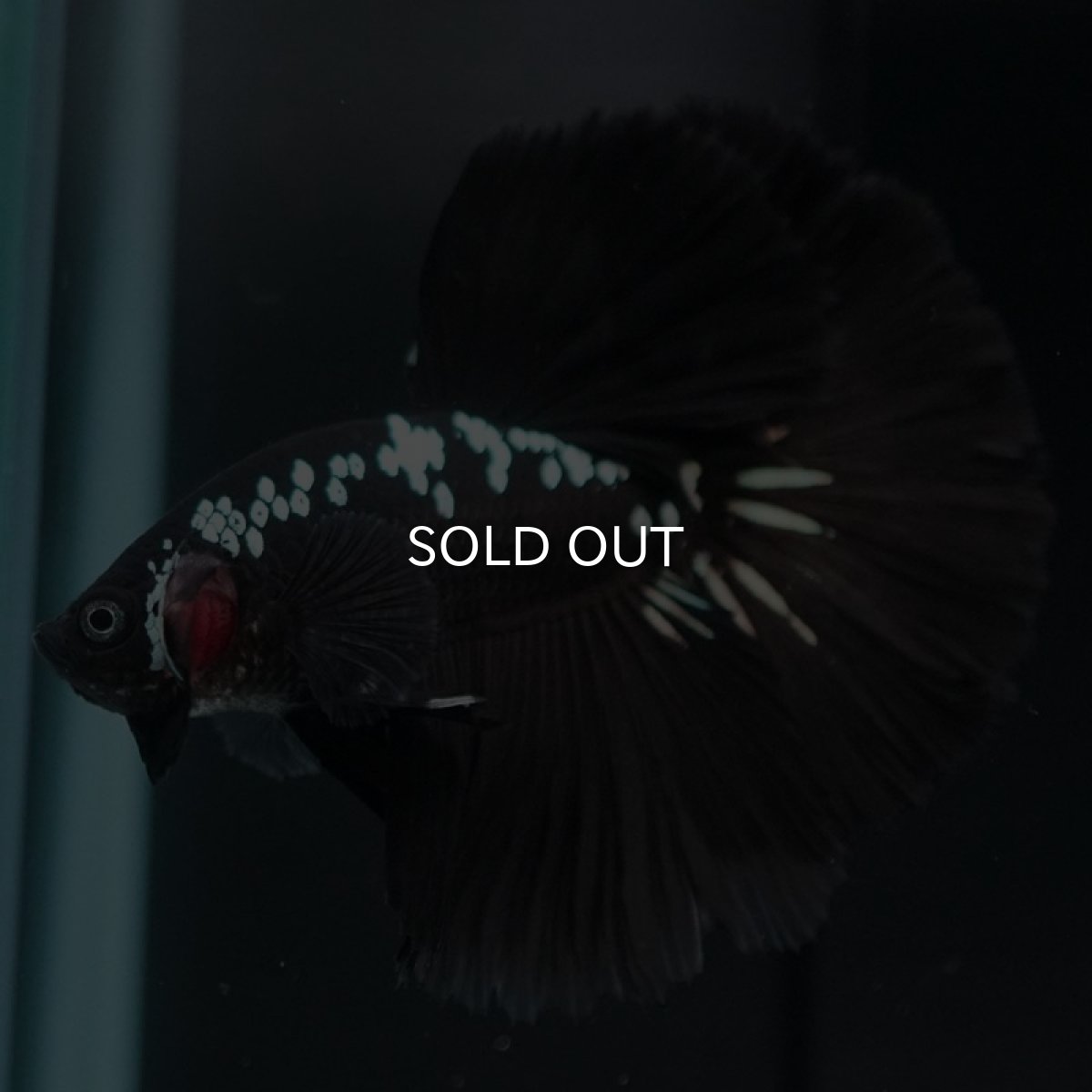 画像7: HM ブラックサムライ (7)