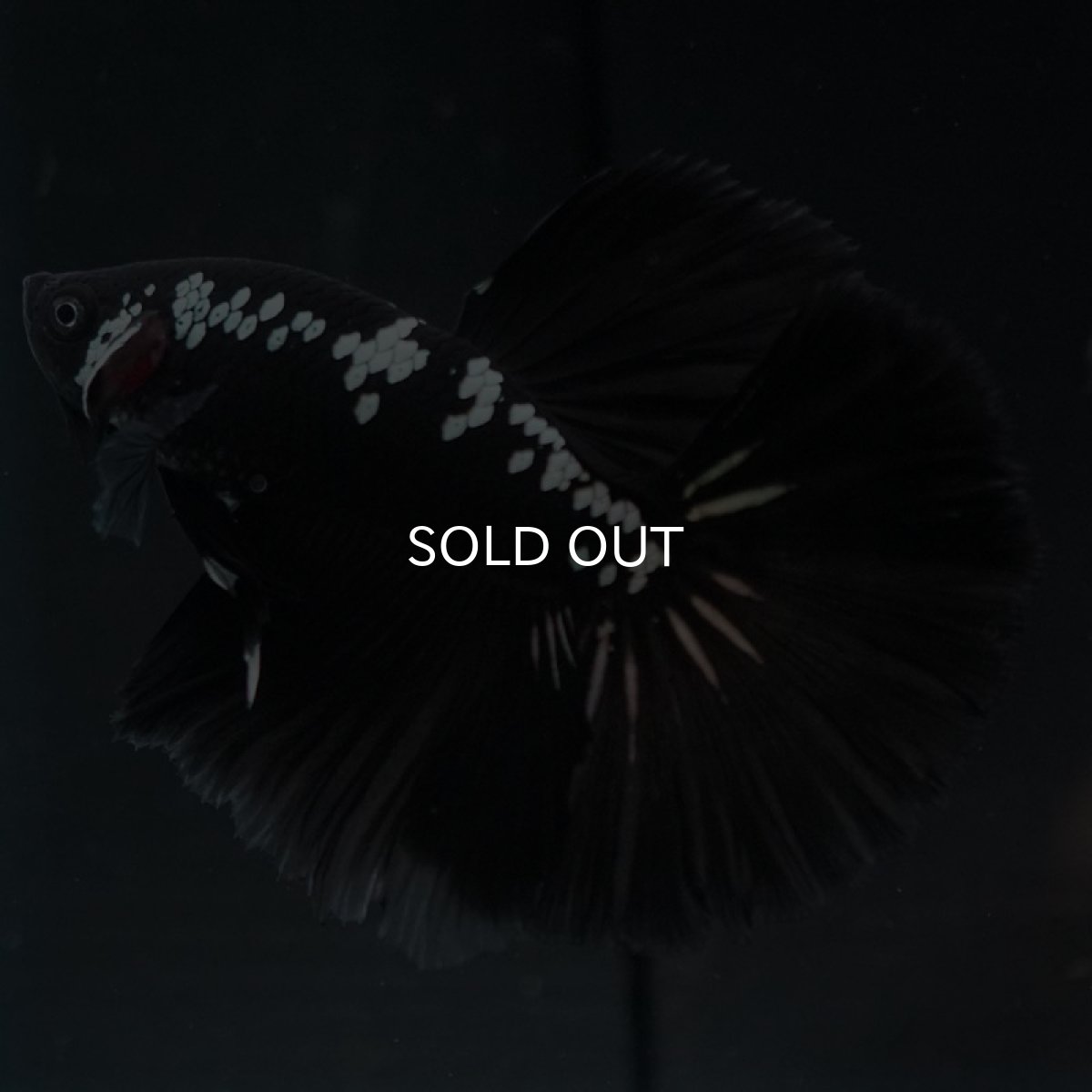 画像3: HM ブラックサムライ (3)