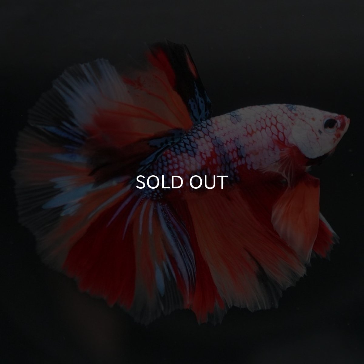 画像6: HM キャンディレインボー (6)