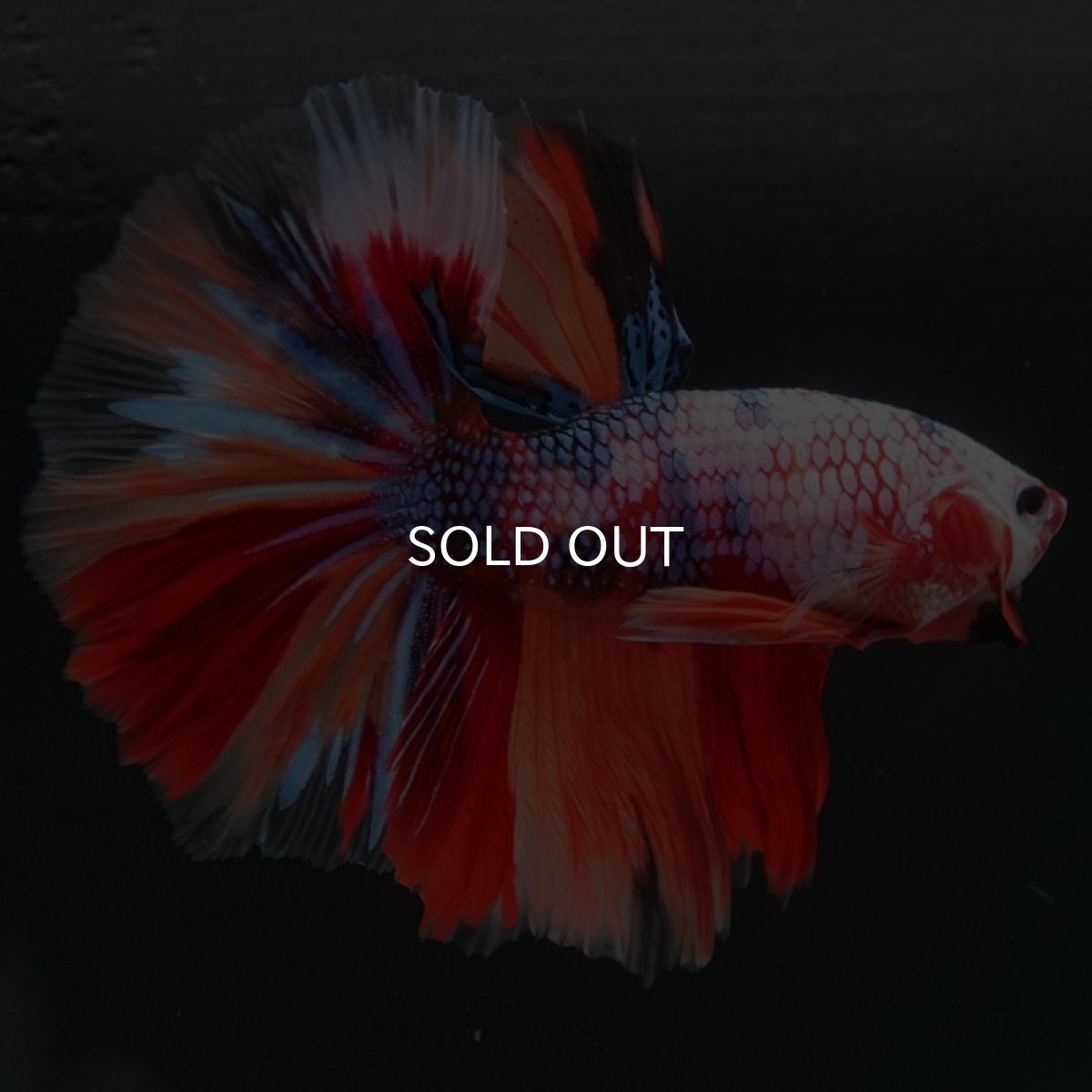 画像2: HM キャンディレインボー (2)