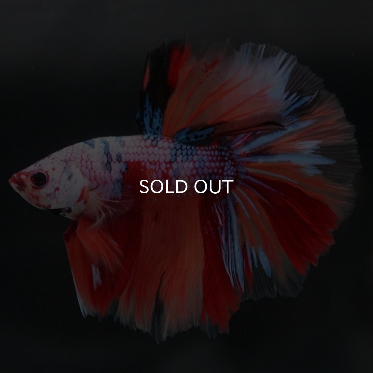 画像8: HM キャンディレインボー (8)