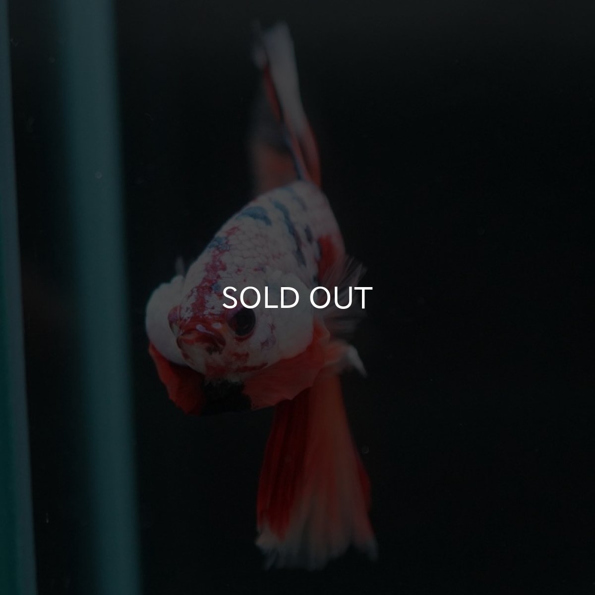 画像4: HM キャンディレインボー (4)