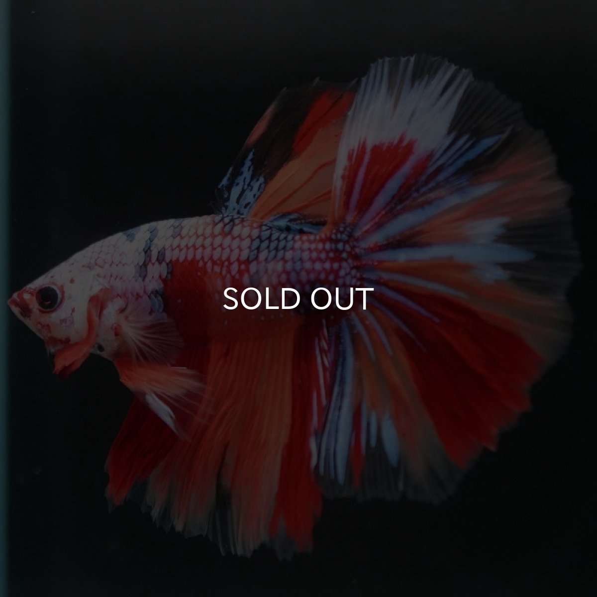 画像7: HM キャンディレインボー (7)