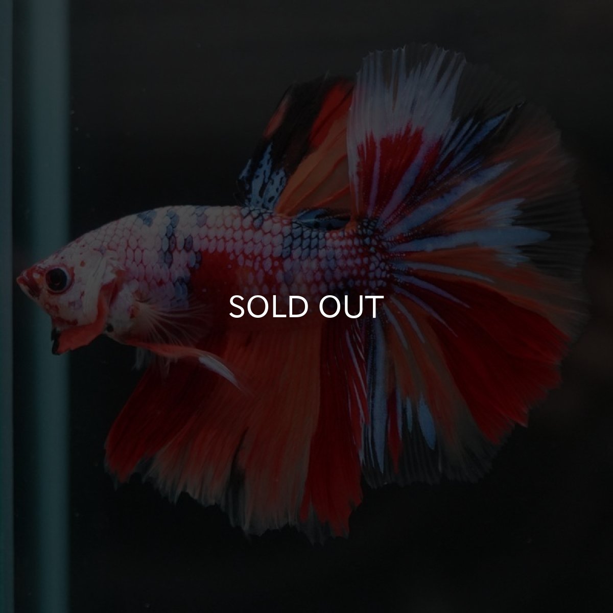 画像5: HM キャンディレインボー (5)