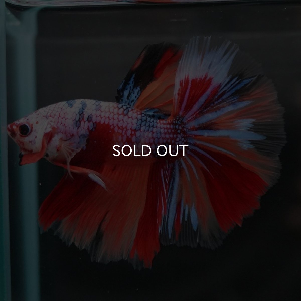 画像3: HM キャンディレインボー (3)