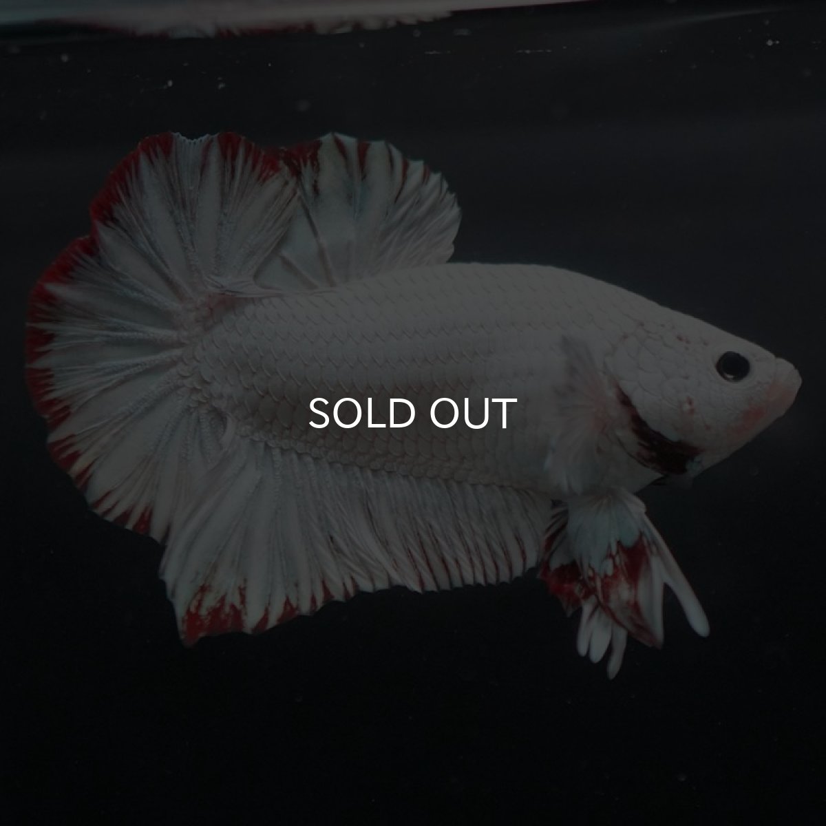 画像7: HMPK　プラチナレッドドラゴン　スノー (7)