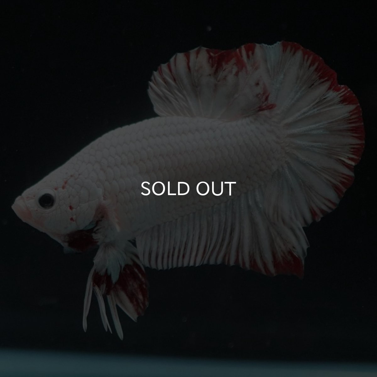 画像5: HMPK　プラチナレッドドラゴン　スノー (5)