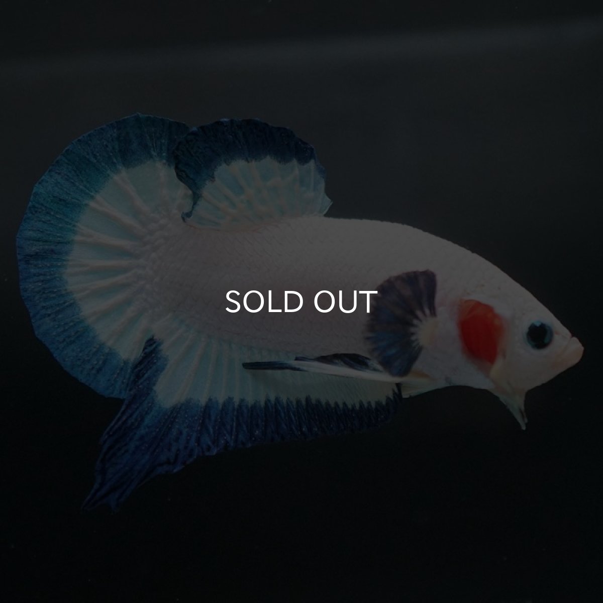 画像6: HMPK ブルーリム (6)