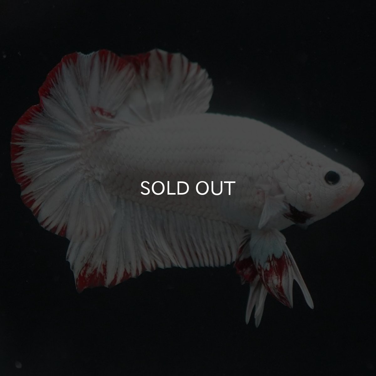 画像4: HMPK　プラチナレッドドラゴン　スノー (4)