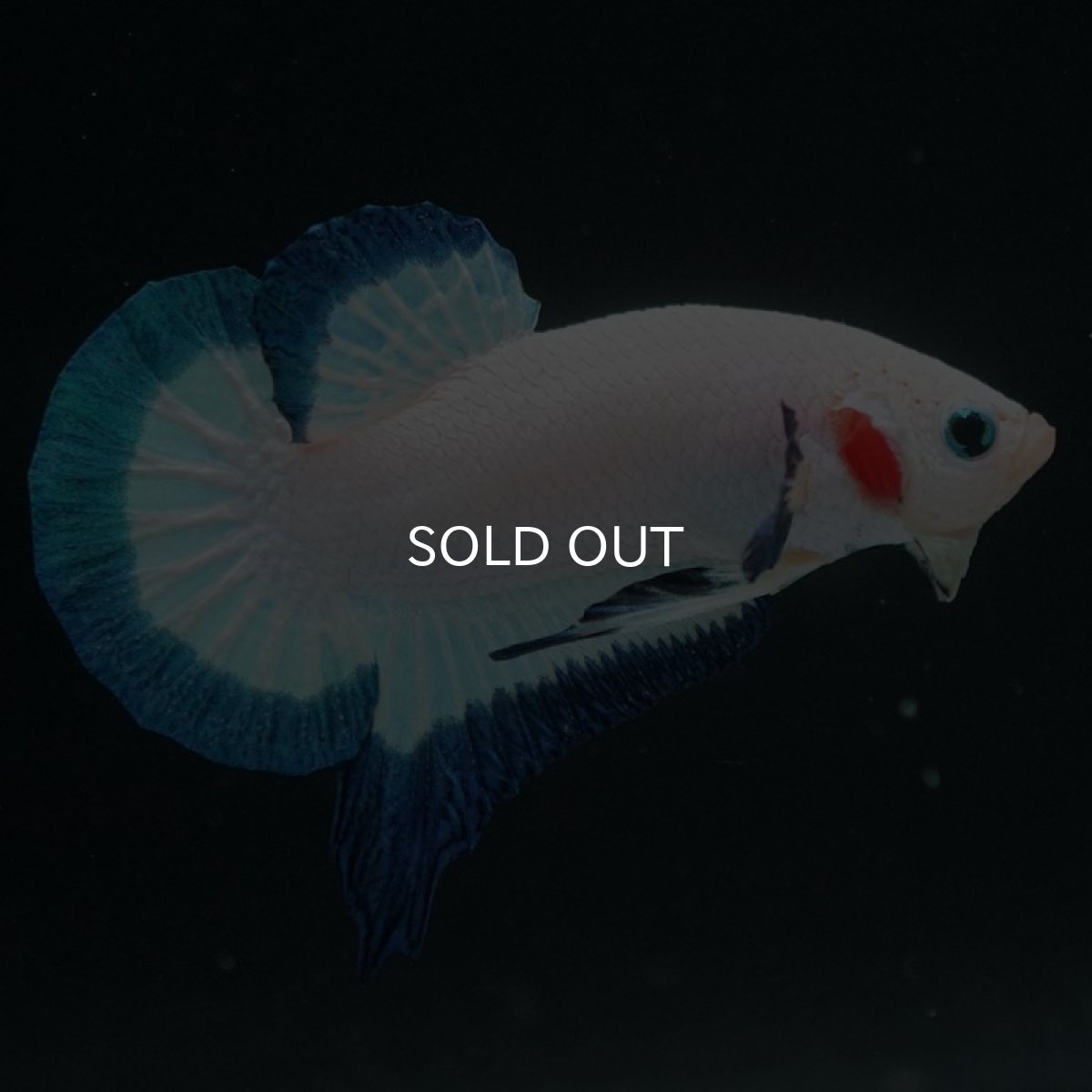 画像4: HMPK ブルーリム (4)