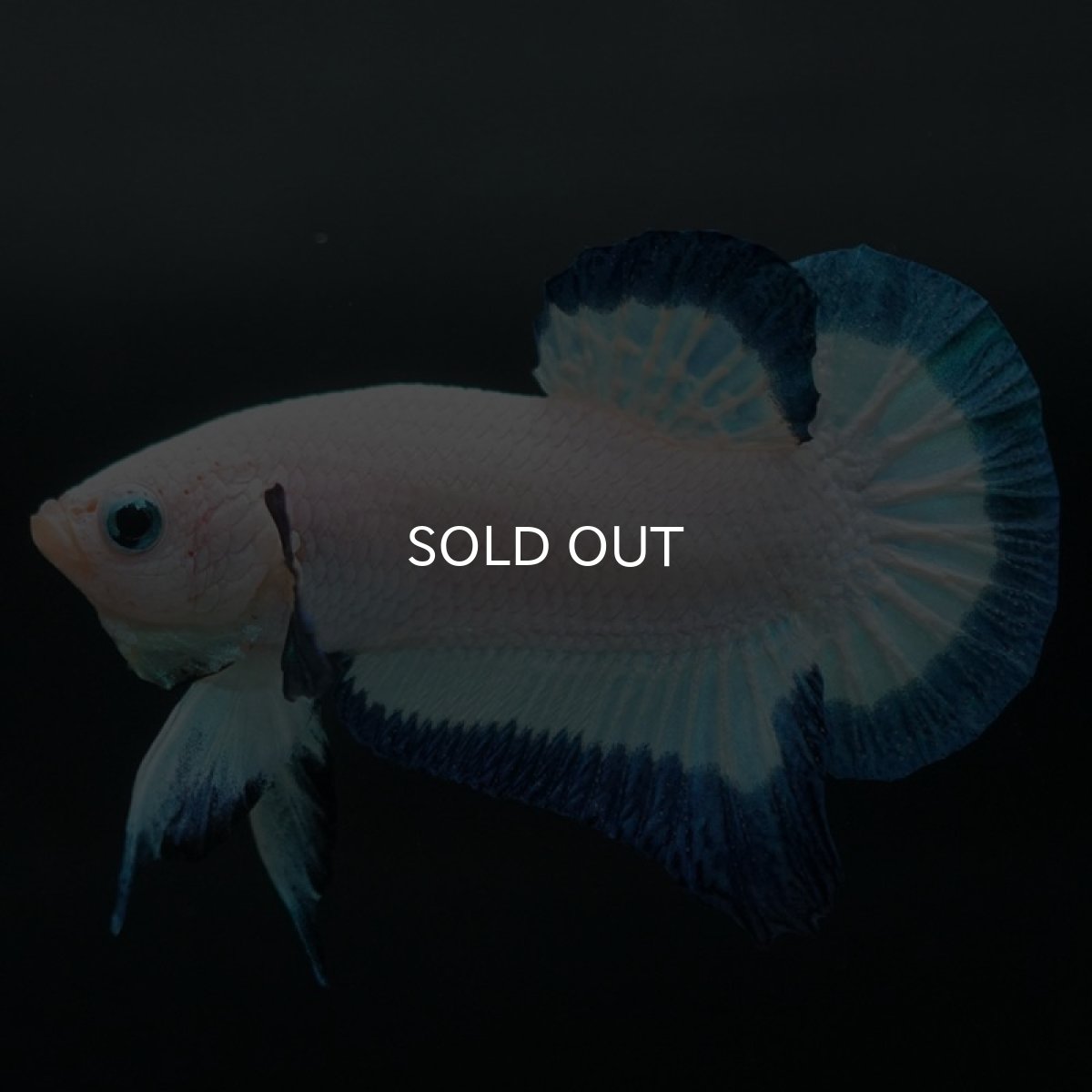 画像5: HMPK ブルーリム (5)