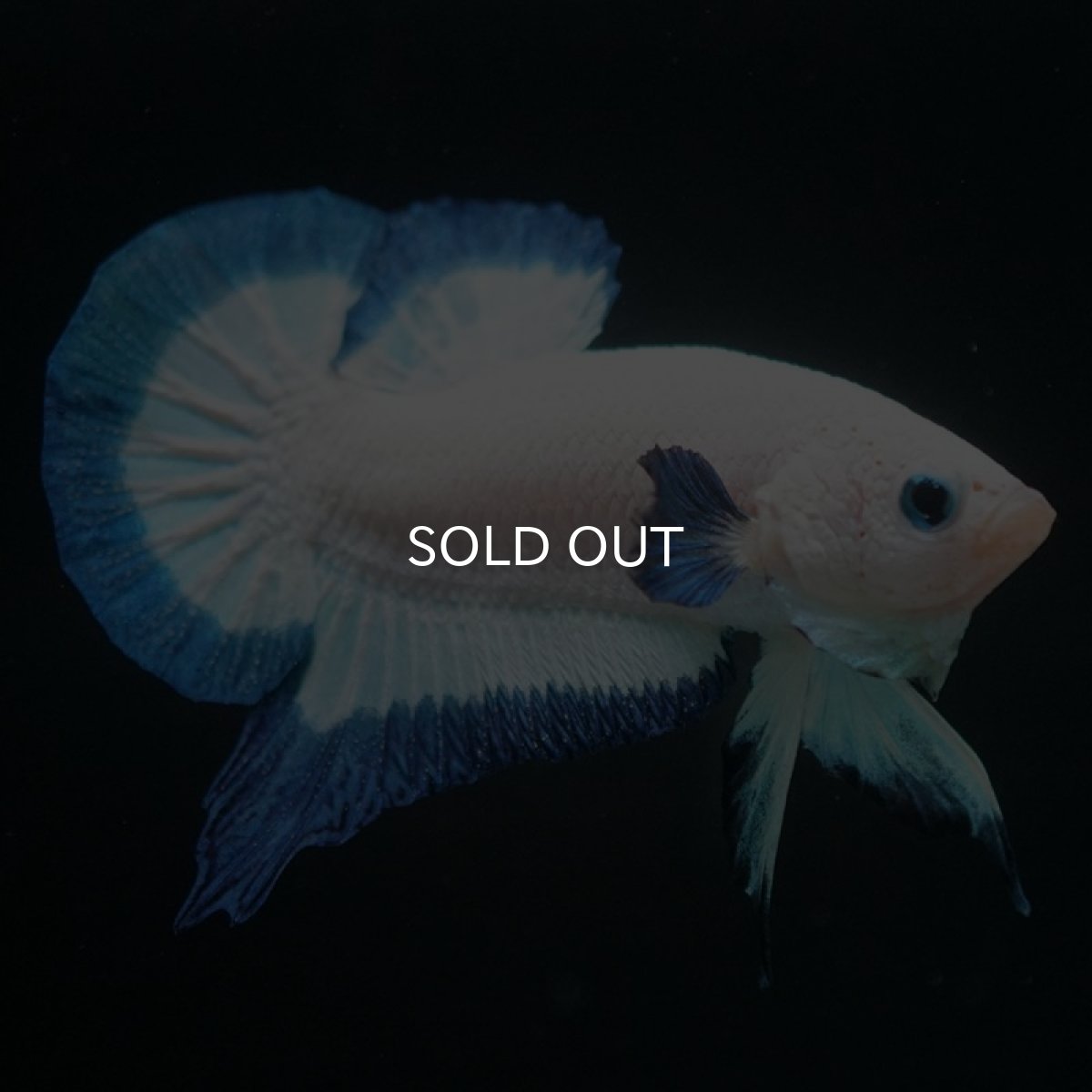 画像2: HMPK ブルーリム (2)