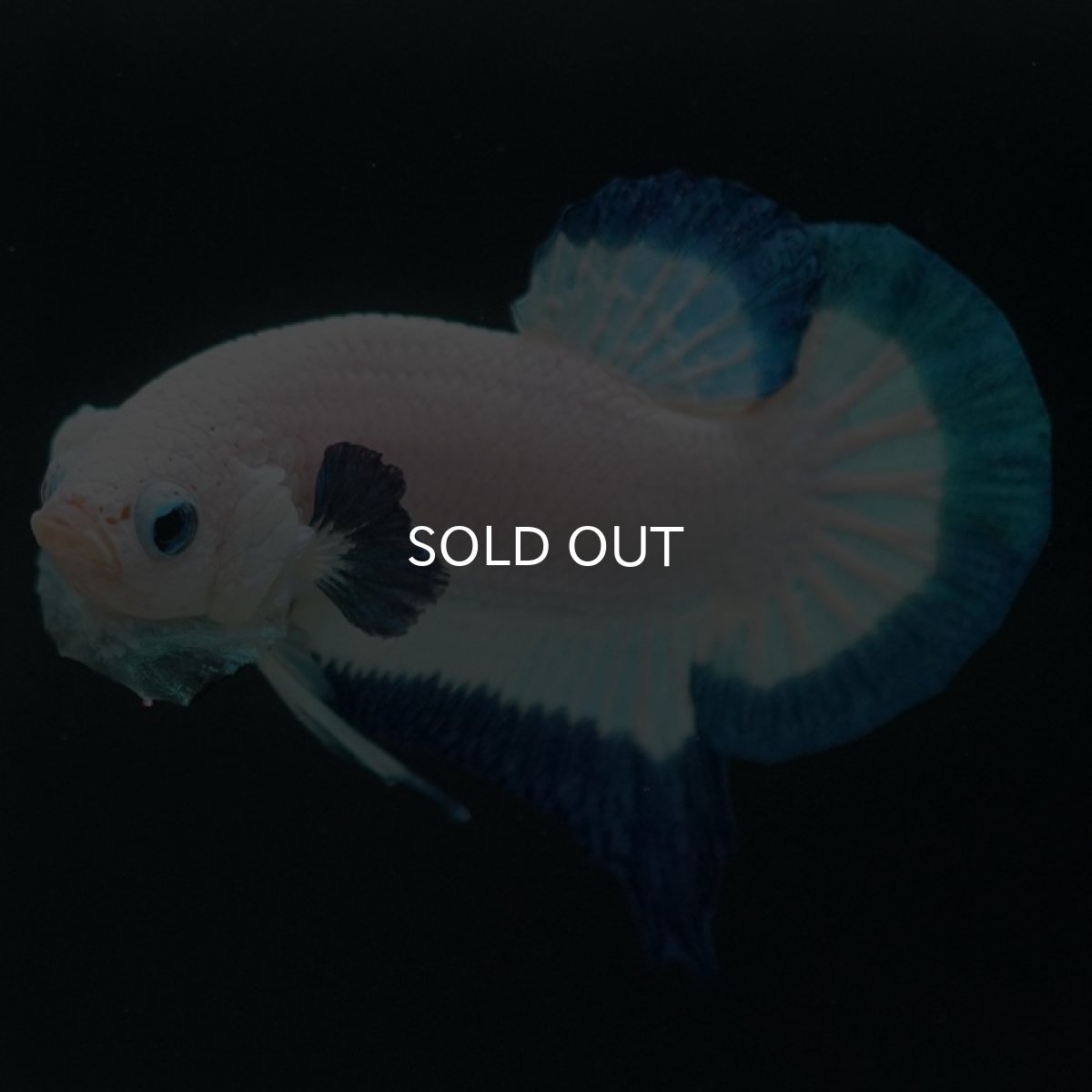 画像3: HMPK ブルーリム (3)