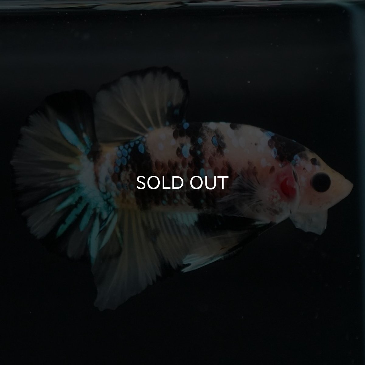 画像7: HMPK イエロータイガーギャラクシー (7)