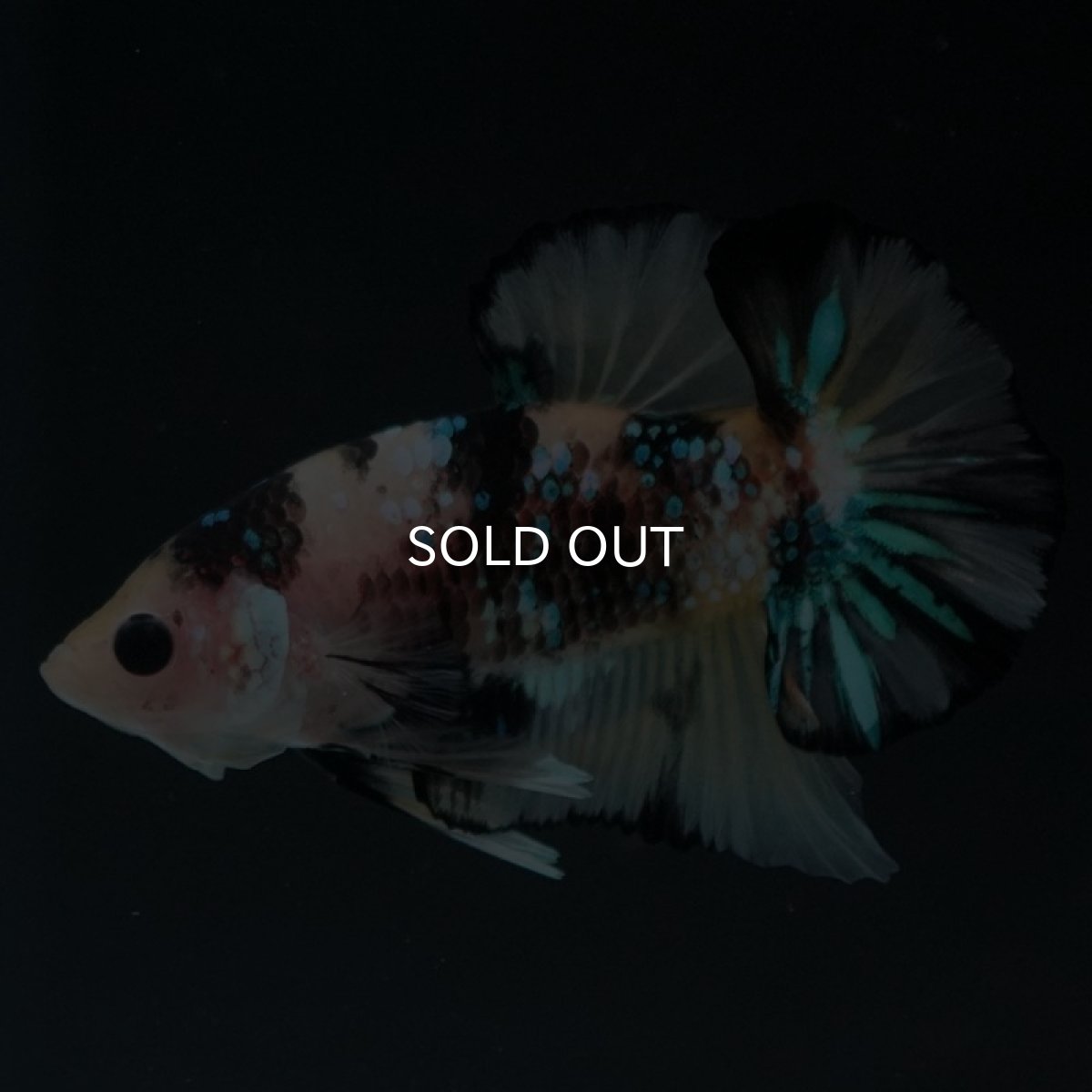 画像4: HMPK イエロータイガーギャラクシー (4)