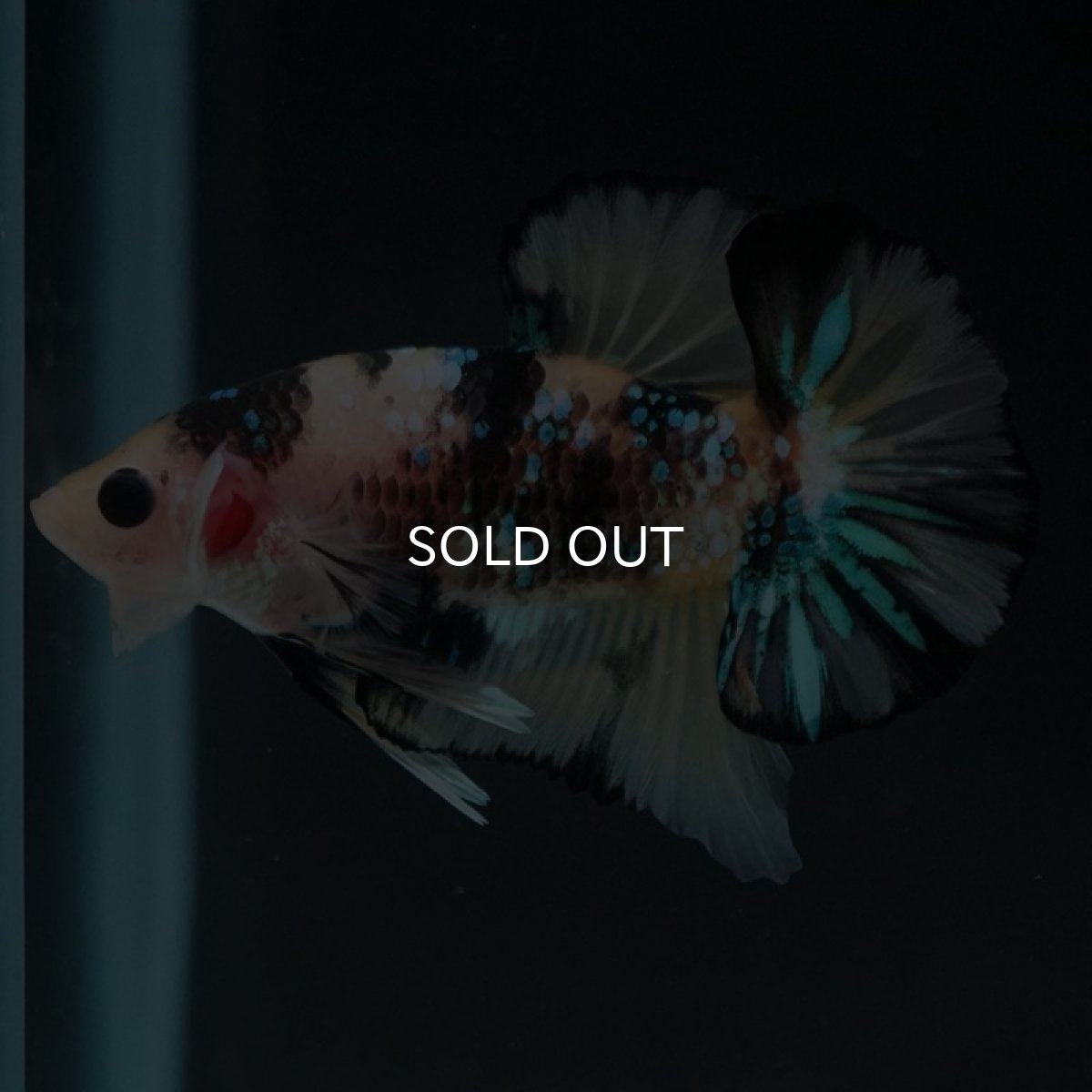 画像2: HMPK イエロータイガーギャラクシー (2)