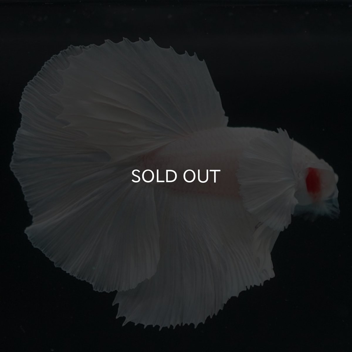 画像5: HMダンボ ホワイト (5)