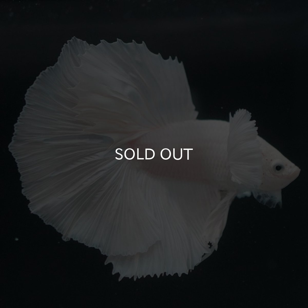 画像2: HMダンボ ホワイト (2)