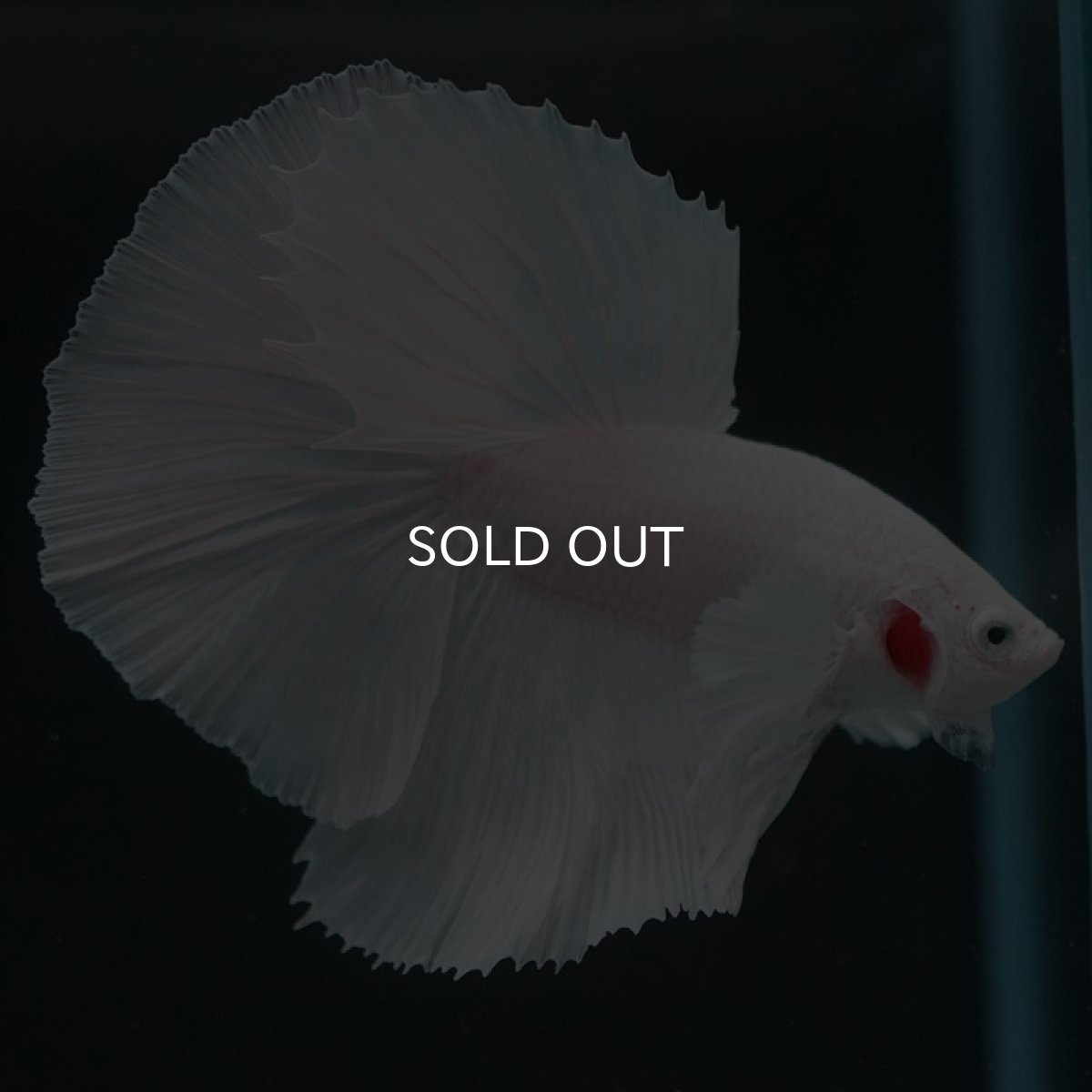 画像4: HMダンボ ホワイト (4)