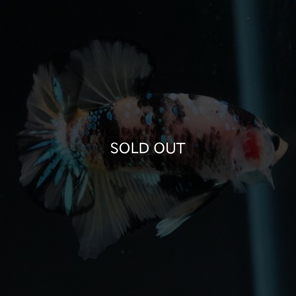 画像6: HMPK イエロータイガーギャラクシー (6)