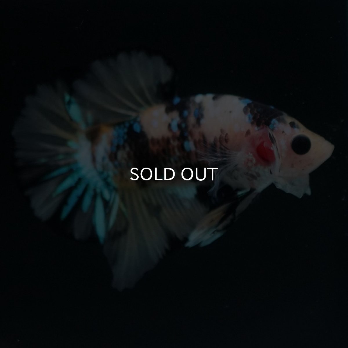 画像5: HMPK イエロータイガーギャラクシー (5)