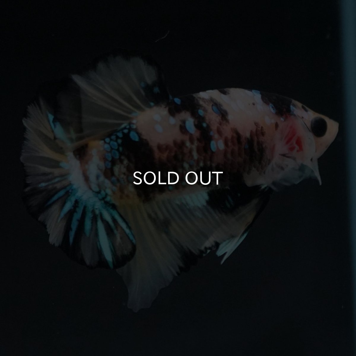 画像3: HMPK イエロータイガーギャラクシー (3)