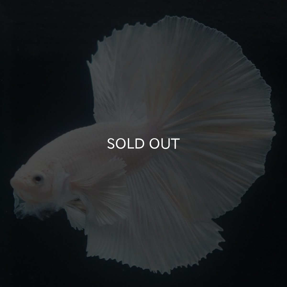 画像3: HMダンボ ホワイト (3)