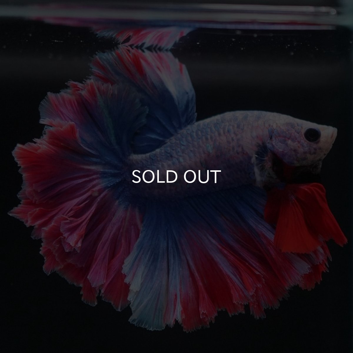 画像7: HM　ファンシー　フェザーテール (7)