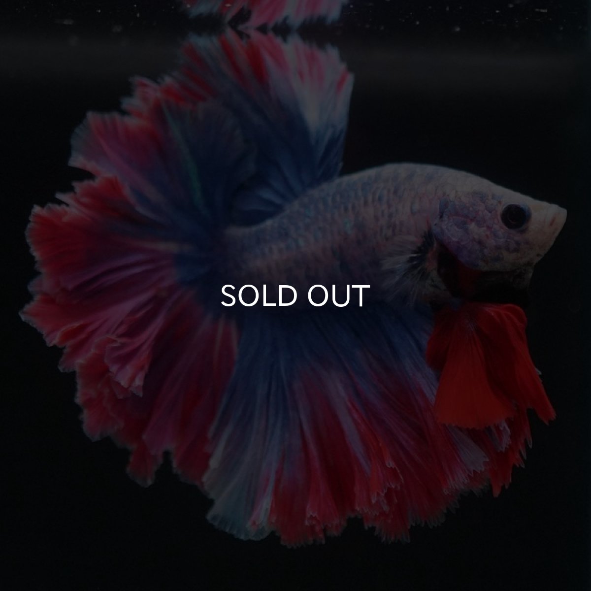 画像5: HM　ファンシー　フェザーテール (5)