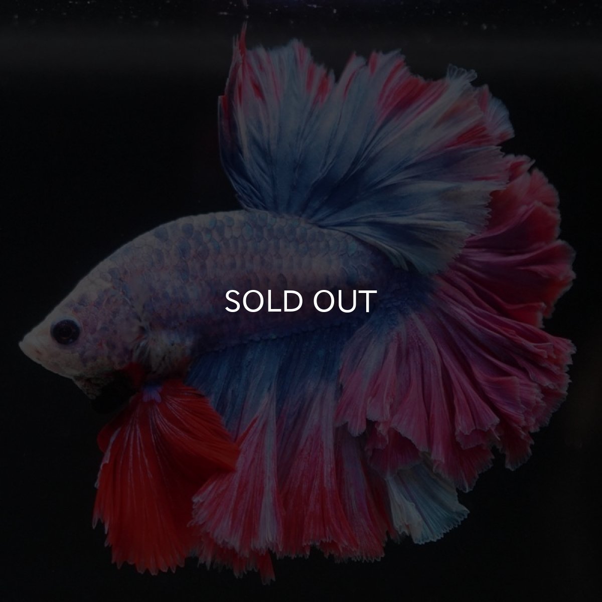 画像6: HM　ファンシー　フェザーテール (6)