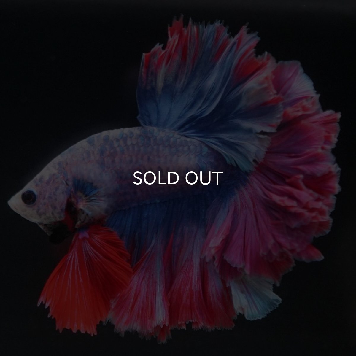 画像2: HM　ファンシー　フェザーテール (2)