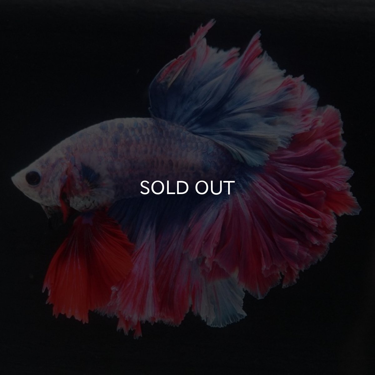 画像4: HM　ファンシー　フェザーテール (4)