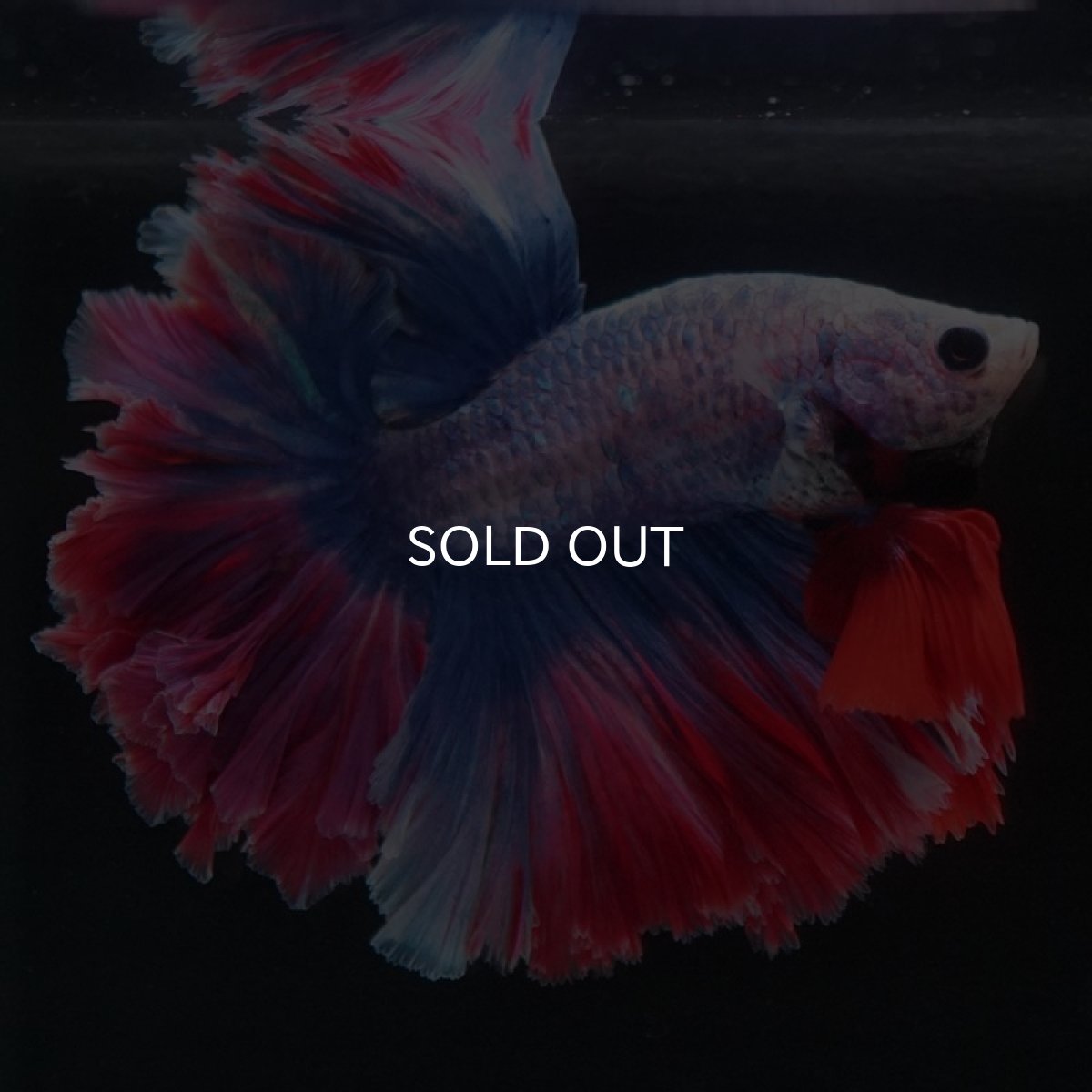 画像3: HM　ファンシー　フェザーテール (3)