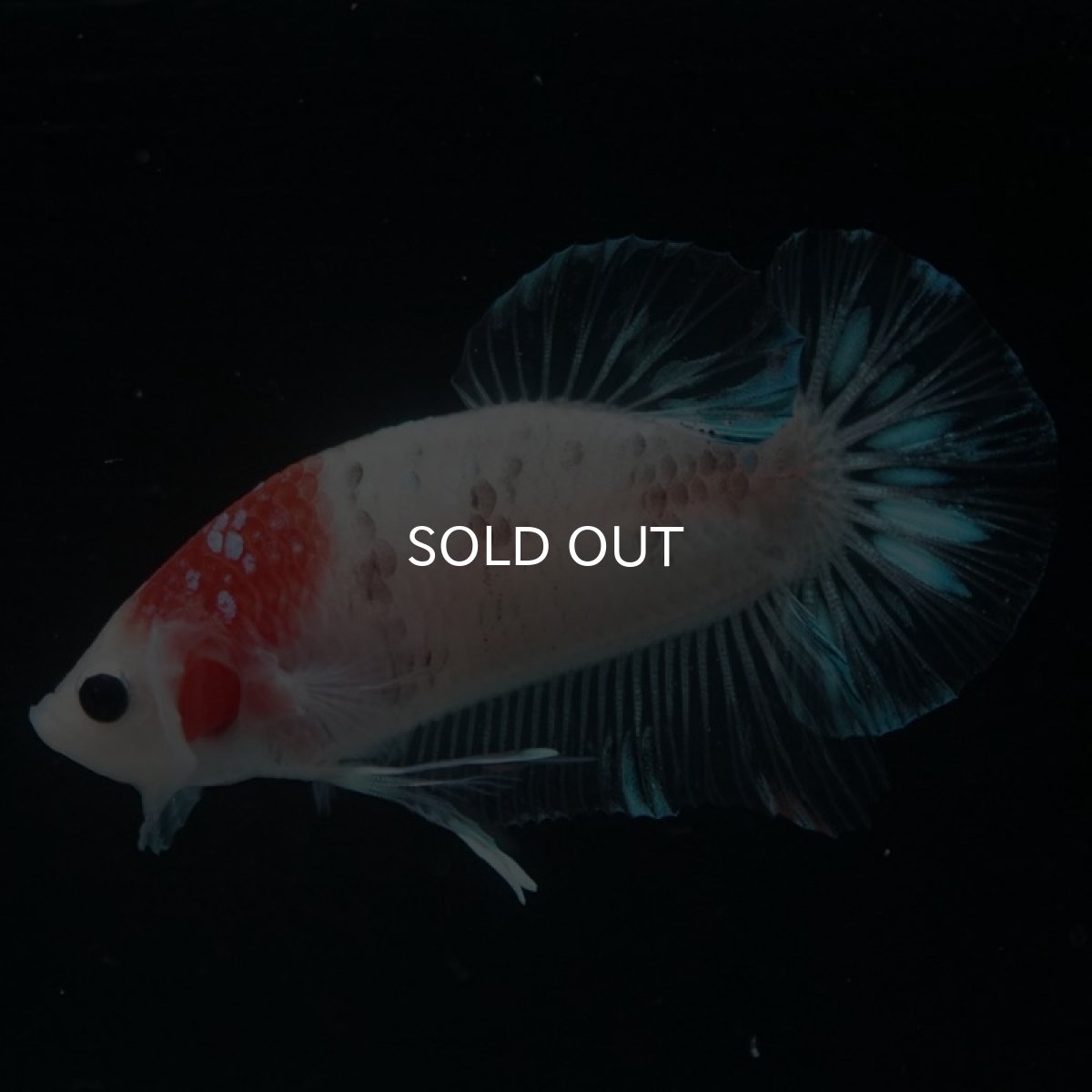 画像8: HMPK 鯉 (8)