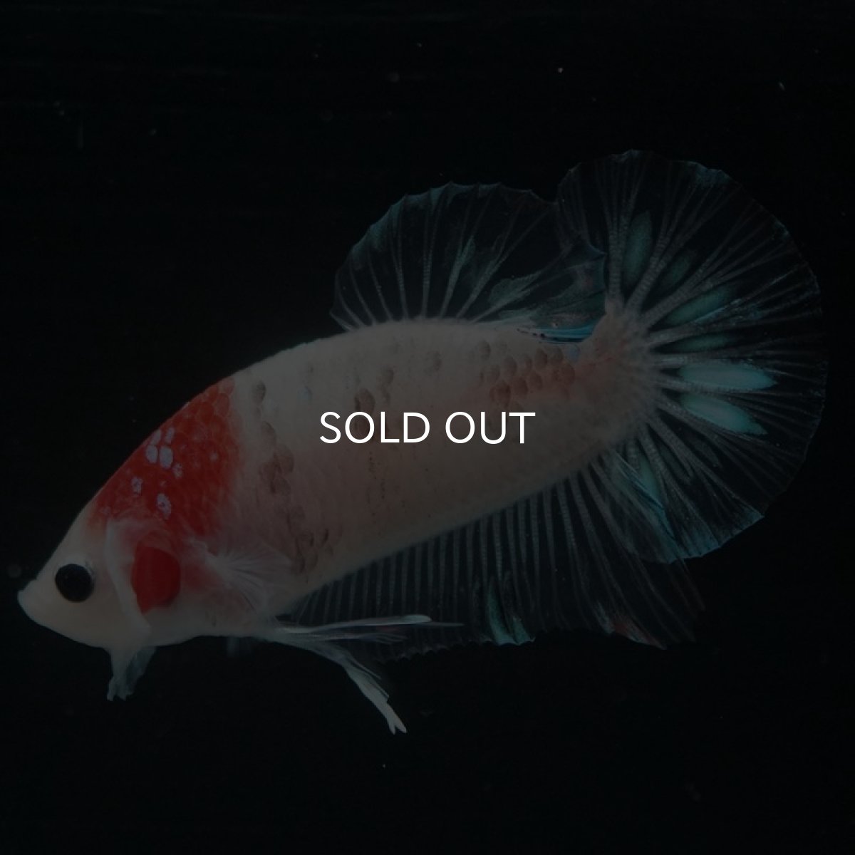 画像6: HMPK 鯉 (6)