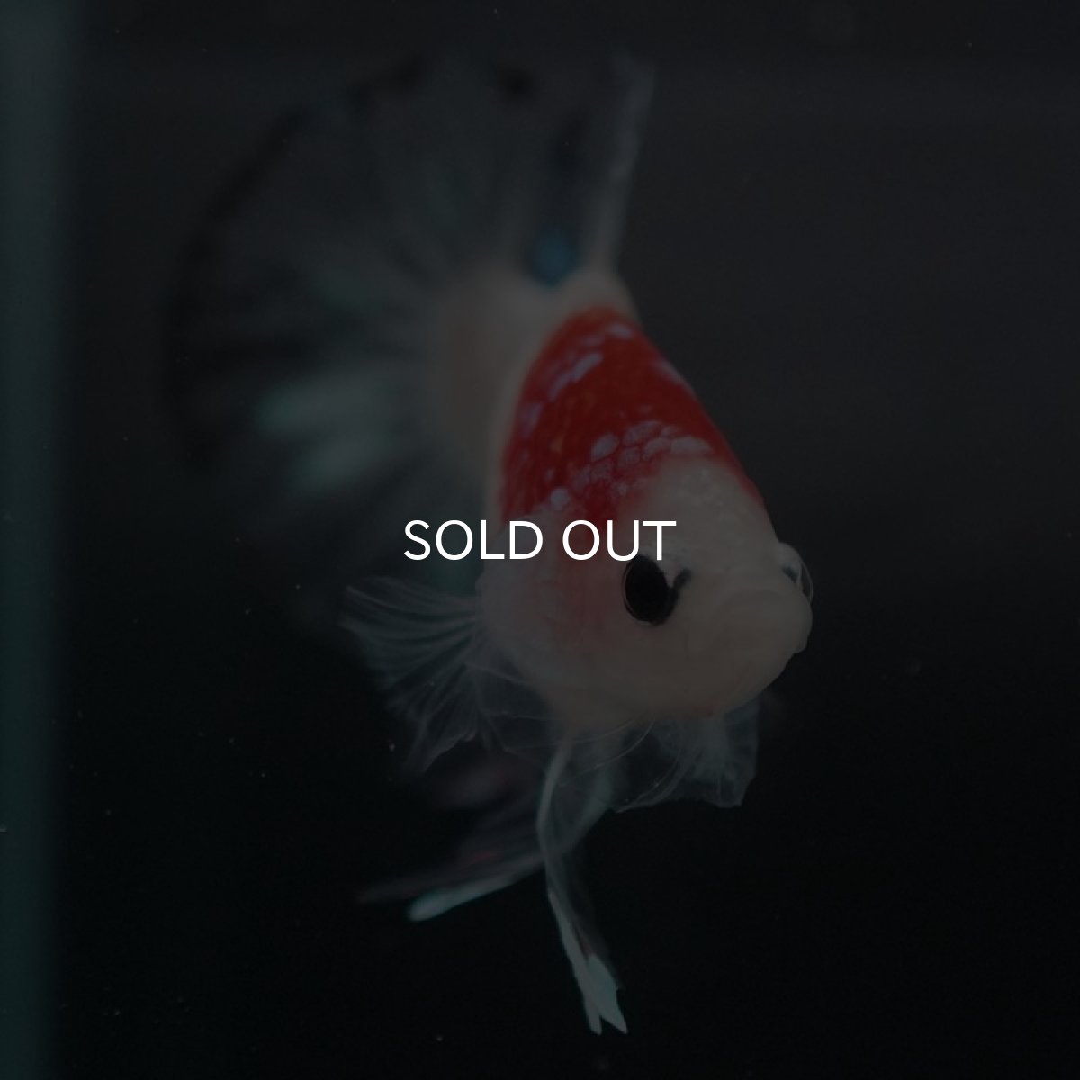 画像5: HMPK 鯉 (5)