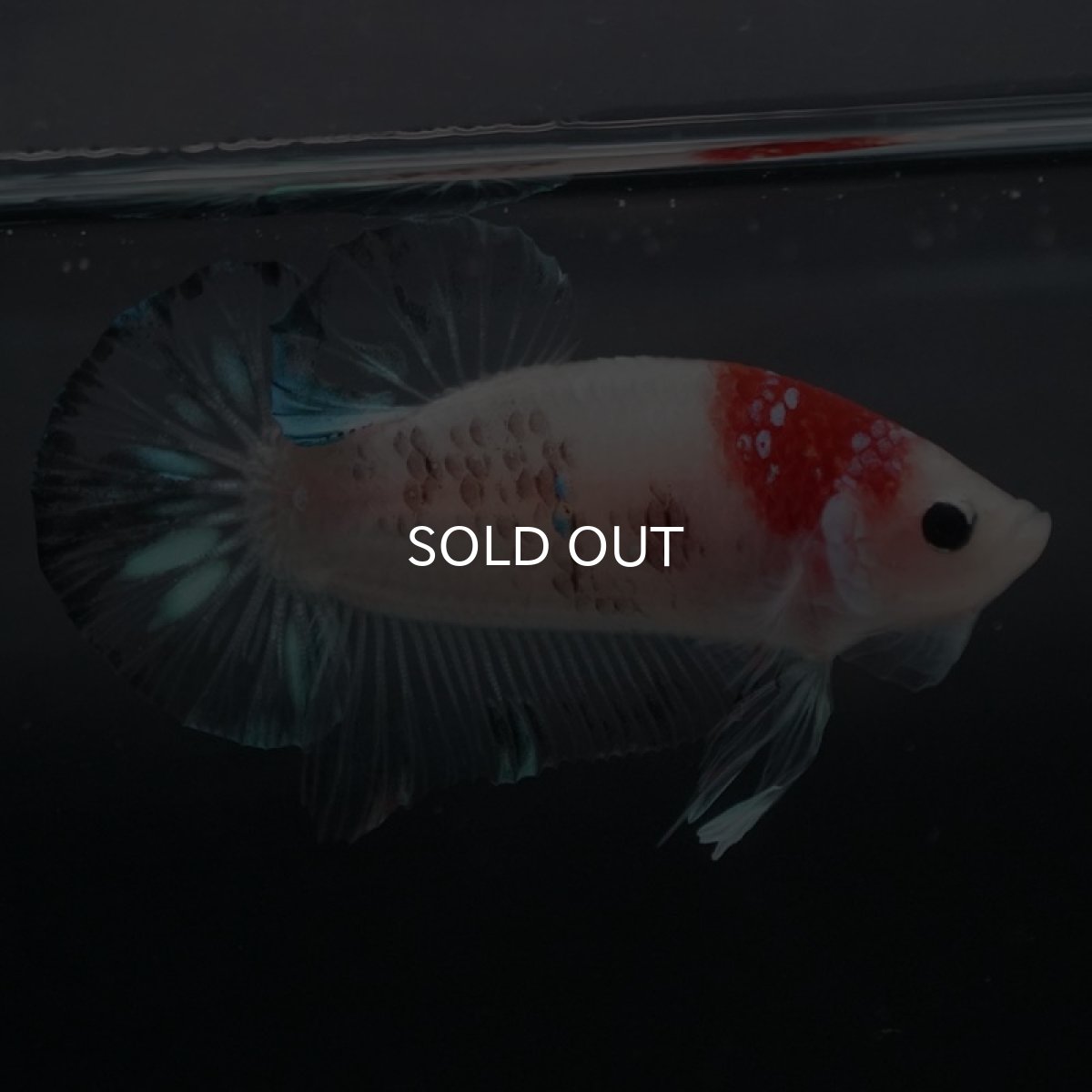 画像7: HMPK 鯉 (7)