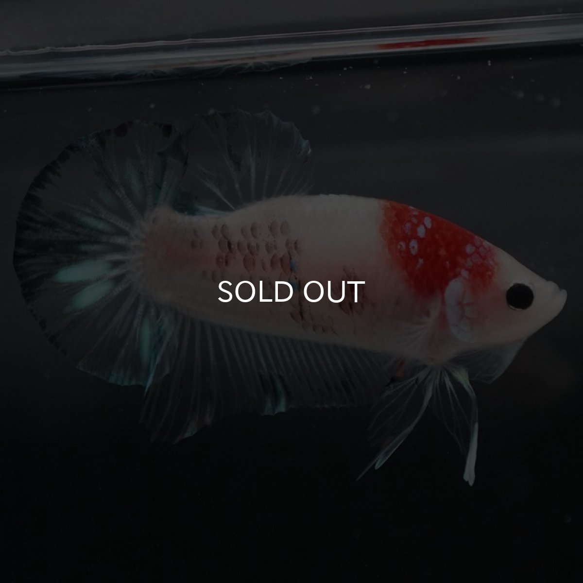 画像4: HMPK 鯉 (4)