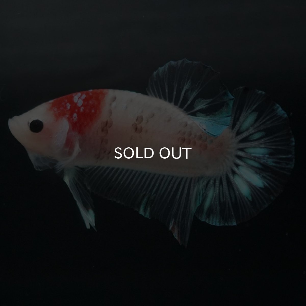 画像3: HMPK 鯉 (3)