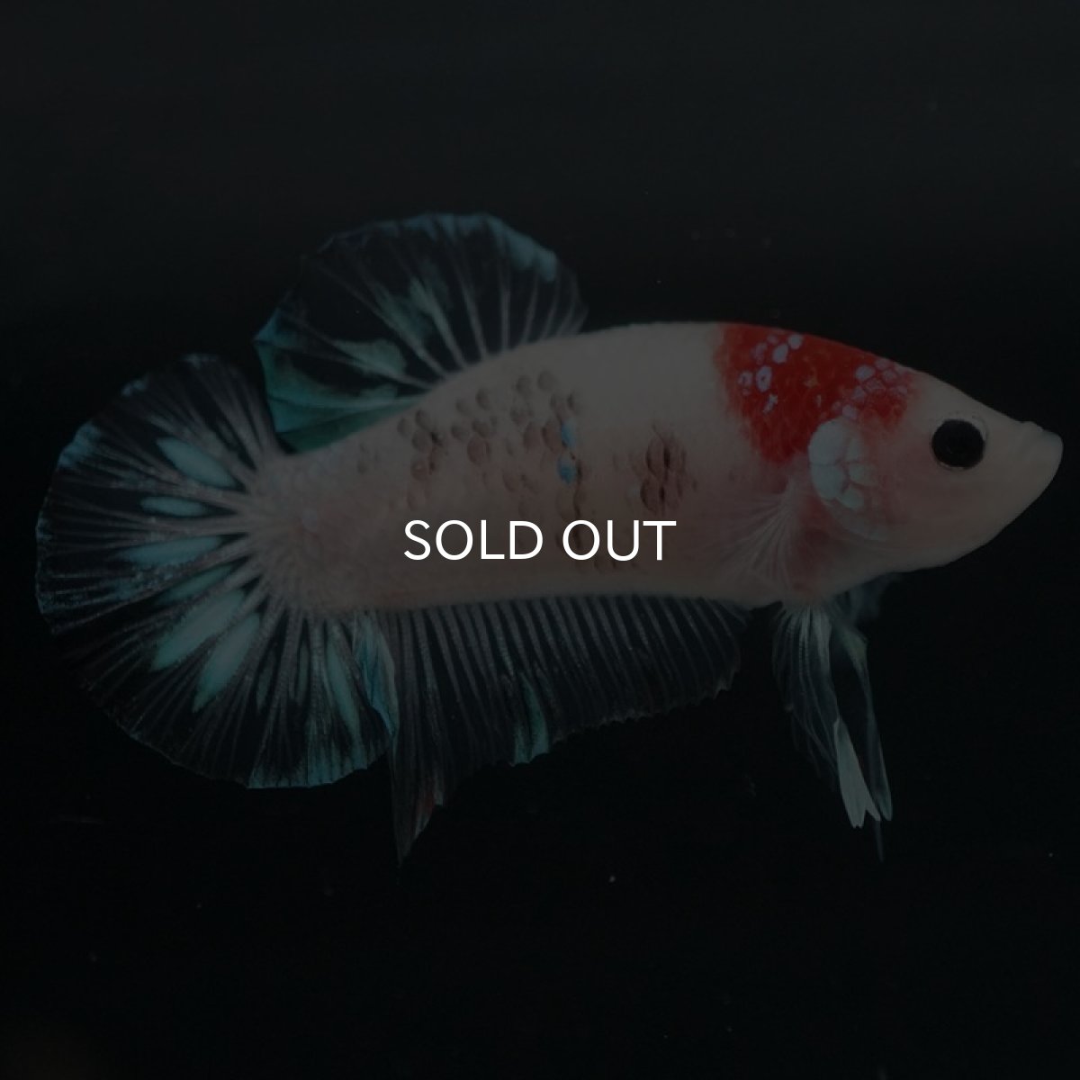 画像2: HMPK 鯉 (2)