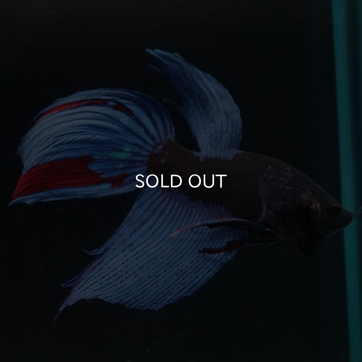 画像3: VT　アバター (3)