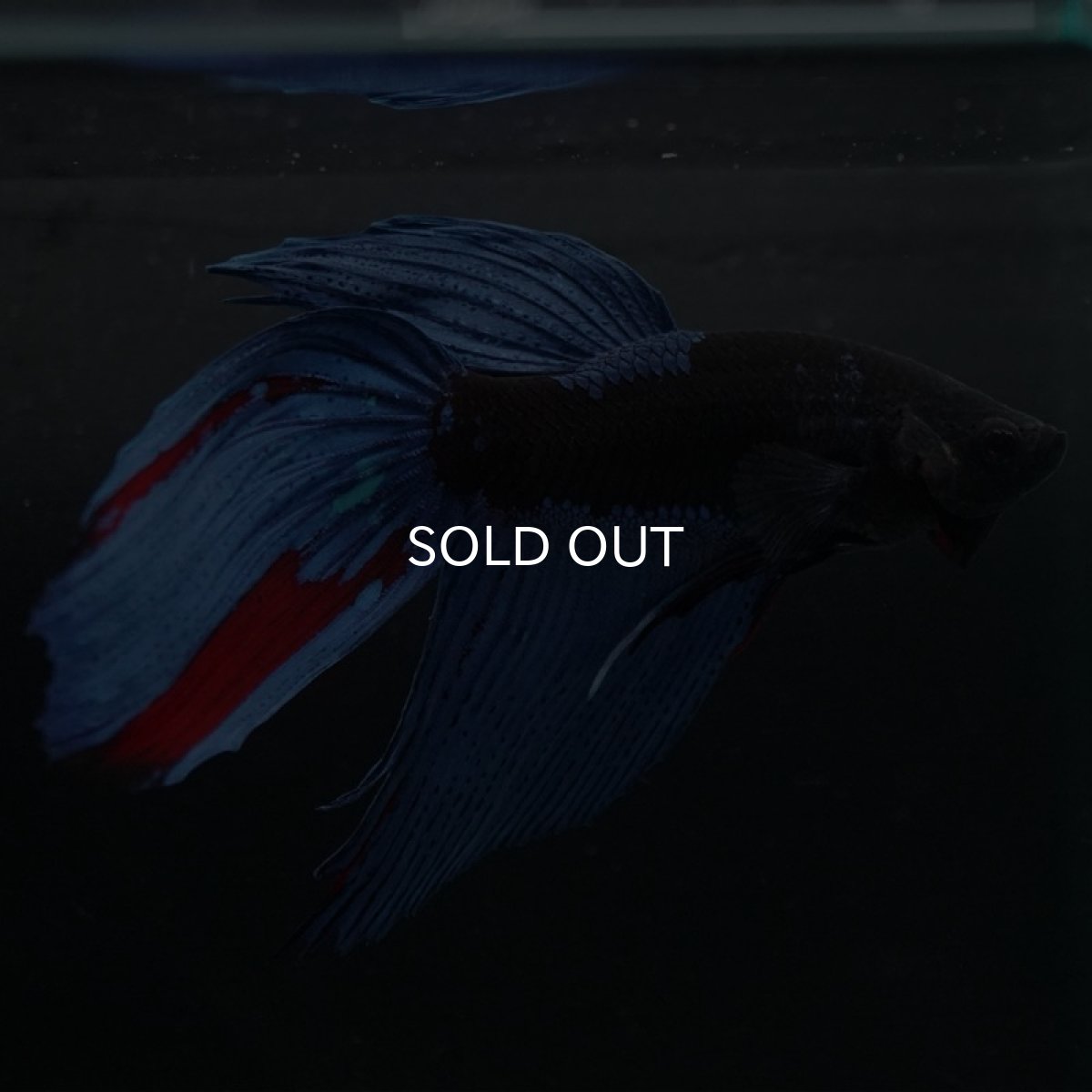 画像5: VT　アバター (5)