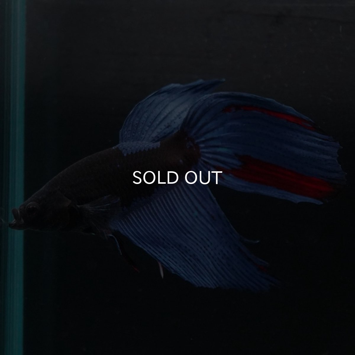 画像4: VT　アバター (4)