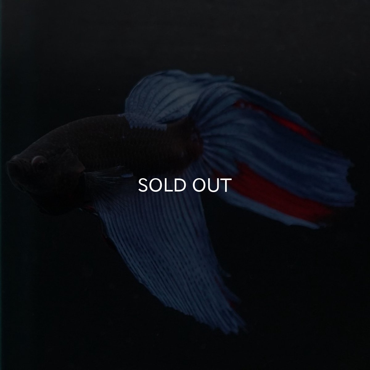 画像2: VT　アバター (2)